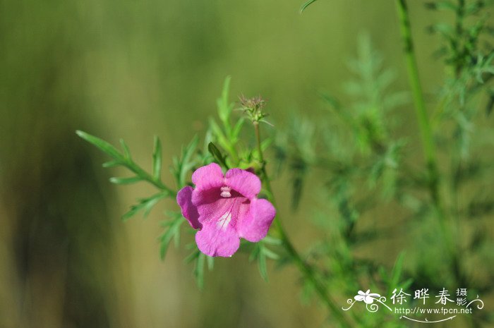 丁香花图片