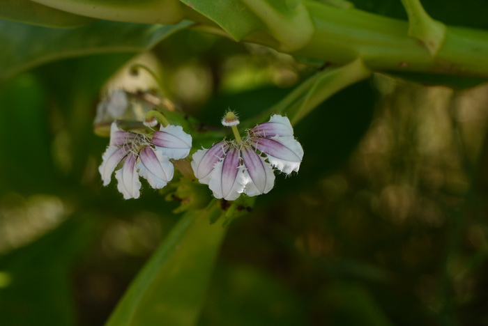 松果菊