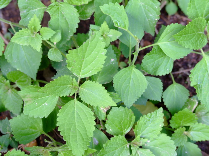 种植什么致富