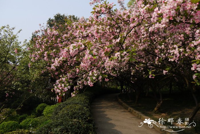 荷花寓意