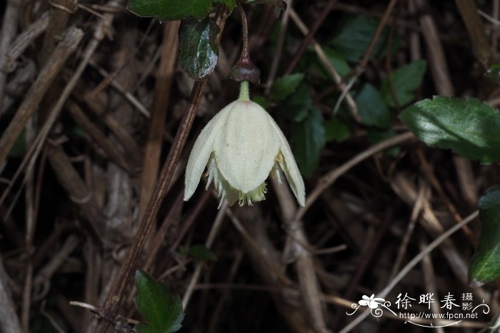 杜鹃花寓意