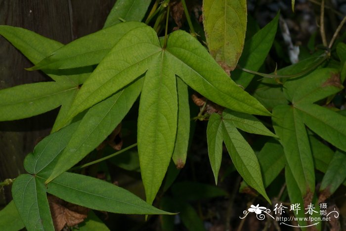 依米花的花语