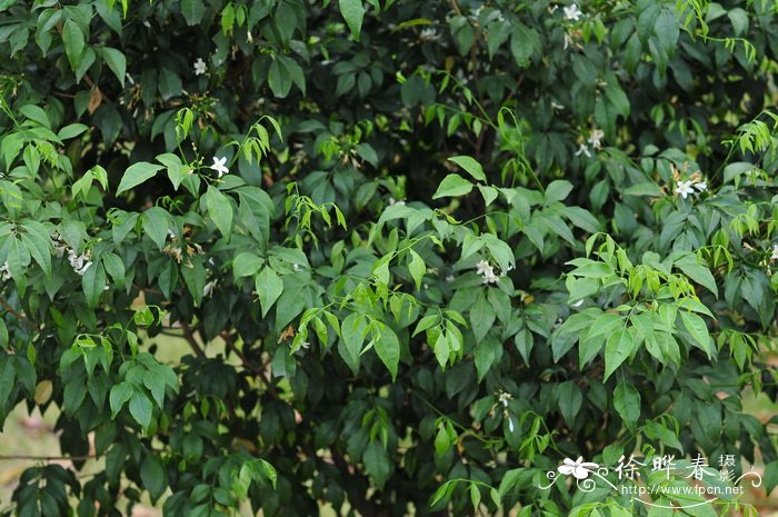 植物防冻剂有效果吗