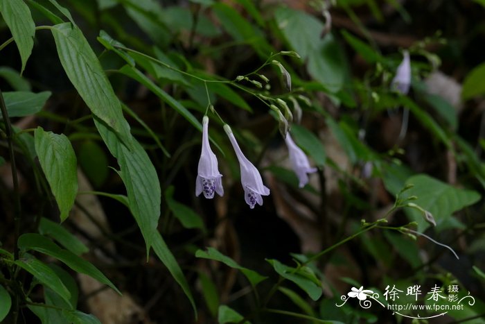 鲜花图片