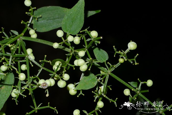 花草树木图片