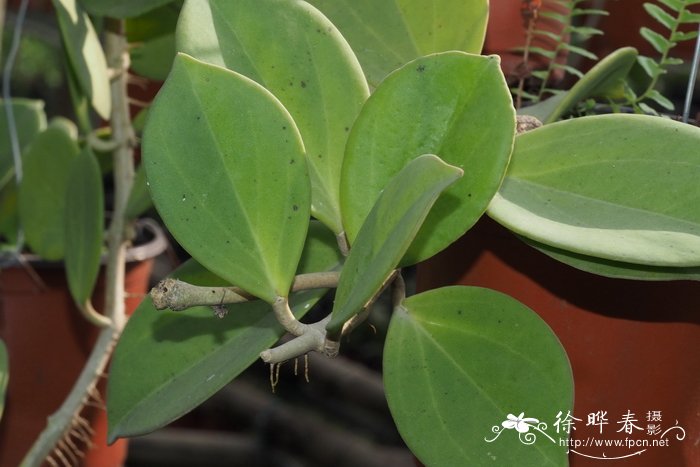 室内水培植物哪种好养活