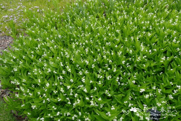 雏菊什么时候开花