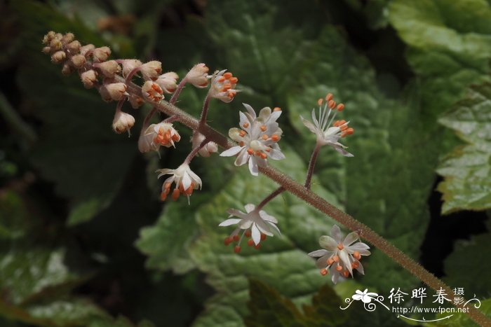 魔芋种植