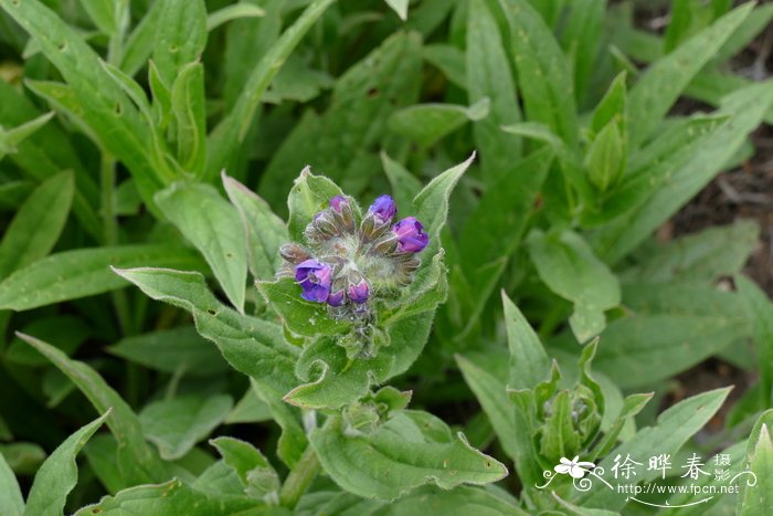 种兰花用什么土比较好