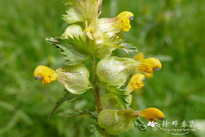 桂花盆栽的养殖方法和注意事项