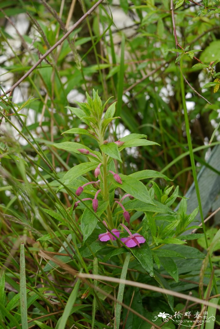 怎样种芫荽