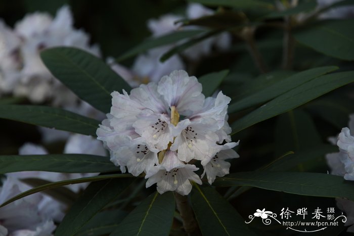 雏菊花期