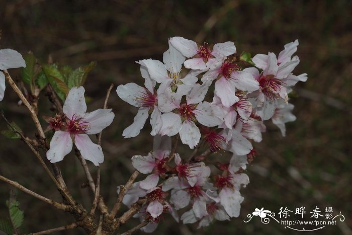 君子兰的花语