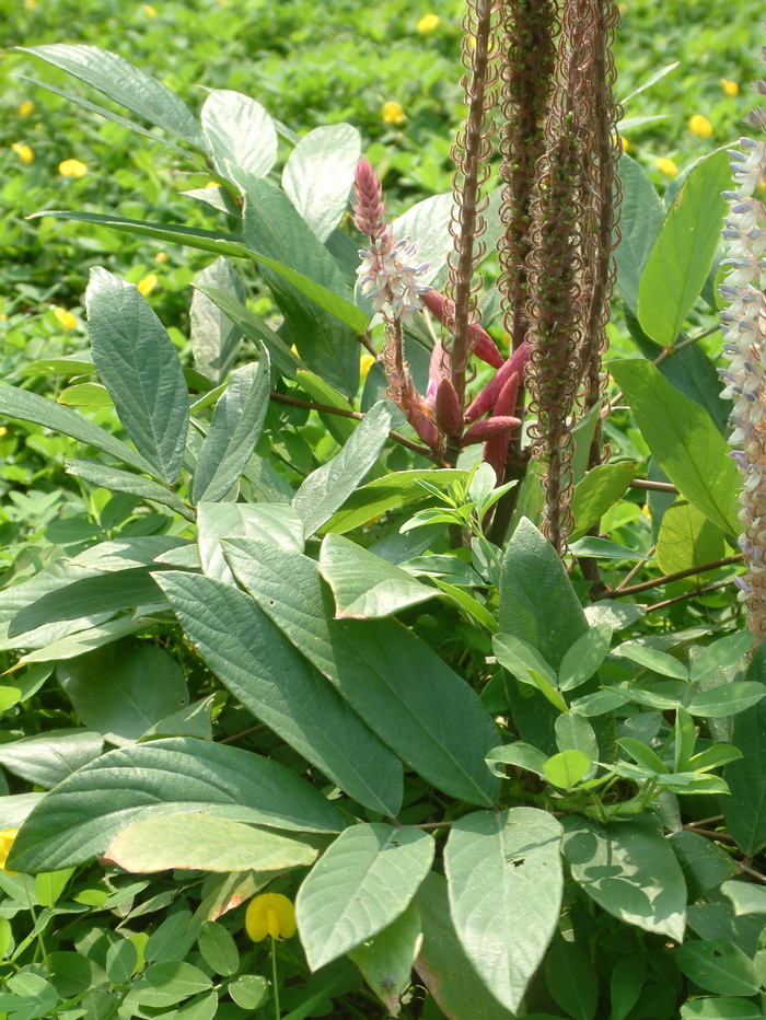 红豆杉怎么种植