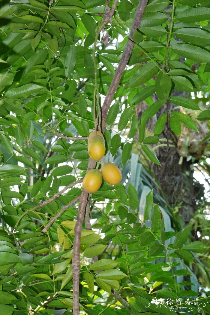 盆栽海棠花