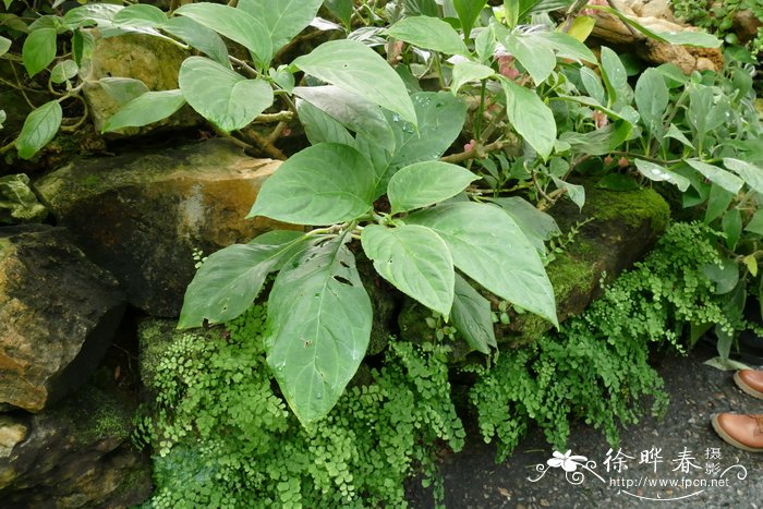 水仙花的功效