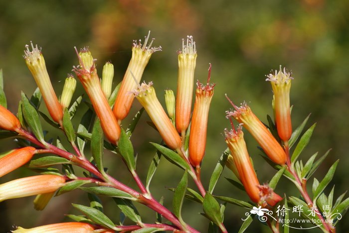 桂花树种植