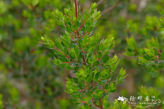 花草树木图片大全大图