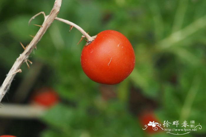 杜鹃花落叶是什么原因