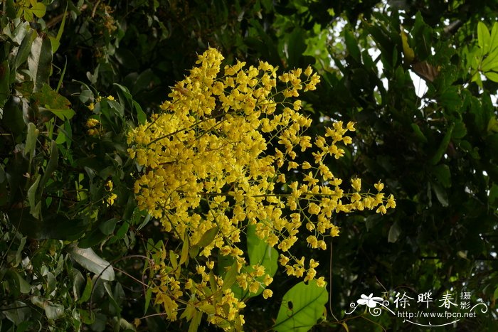 栀子花叶子发黄为什么