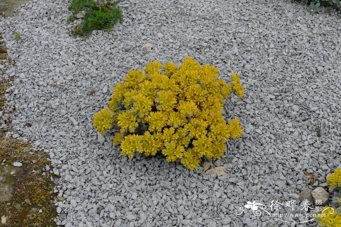 粉色康乃馨花语