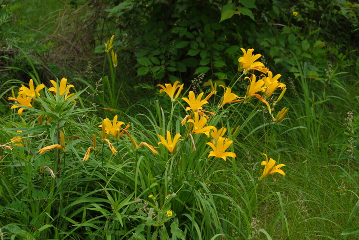 水养百合花的养法