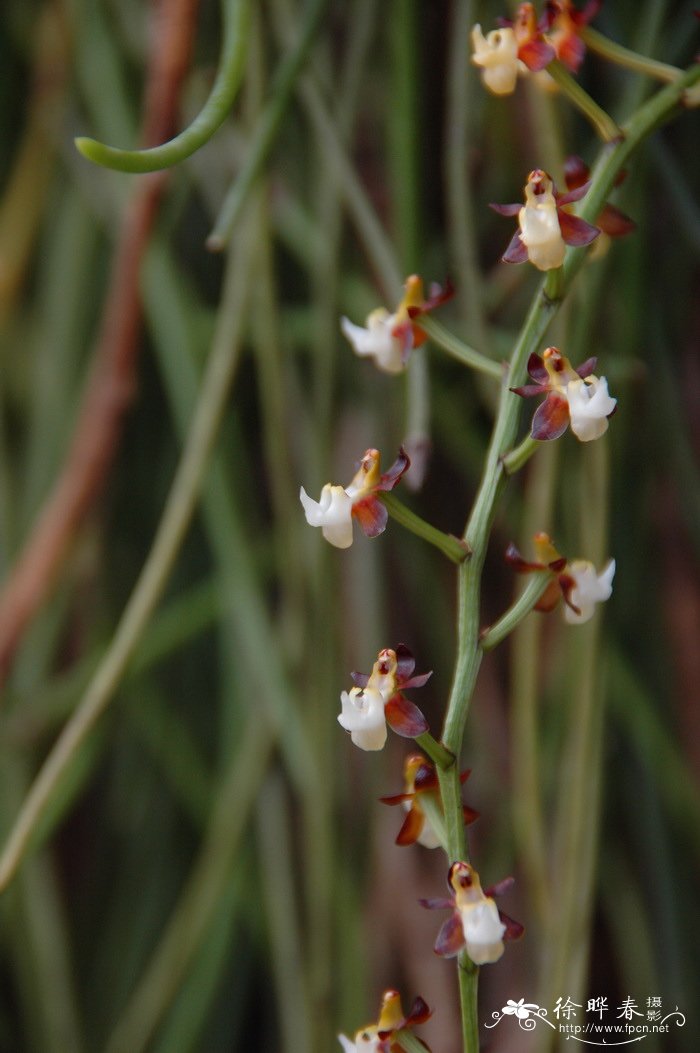 槐花树