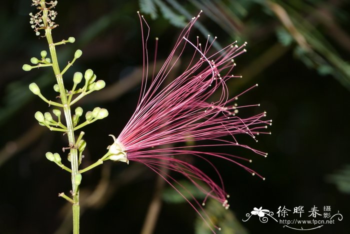 白晶菊