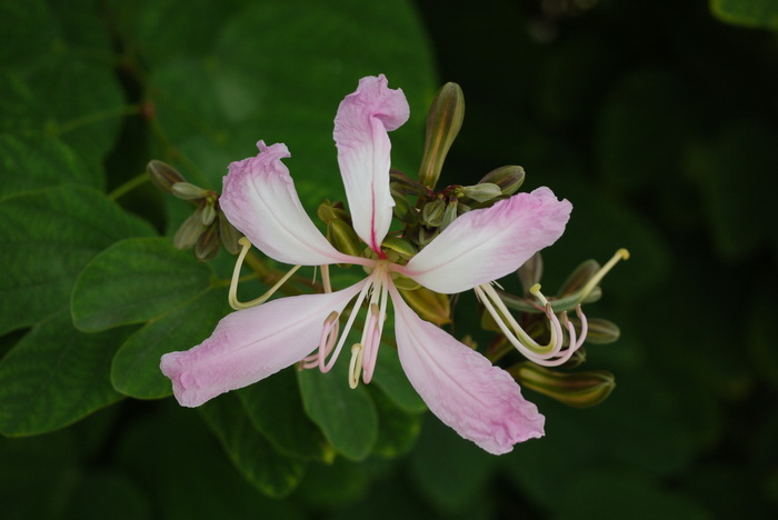 花菇批发