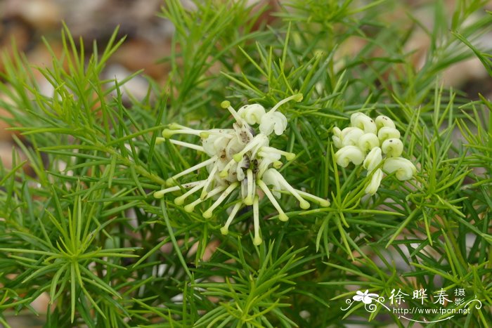 春节花卉