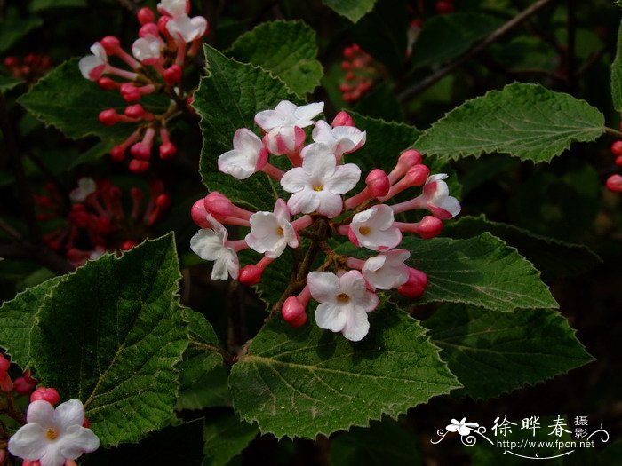 塑料花盆塑料花盆