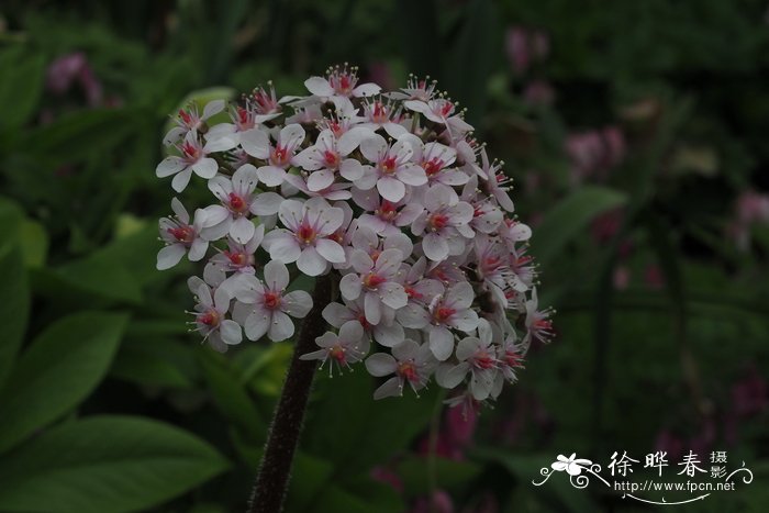 莲花的吉祥寓意