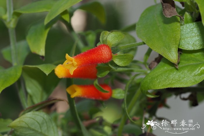 花椰菜是什么