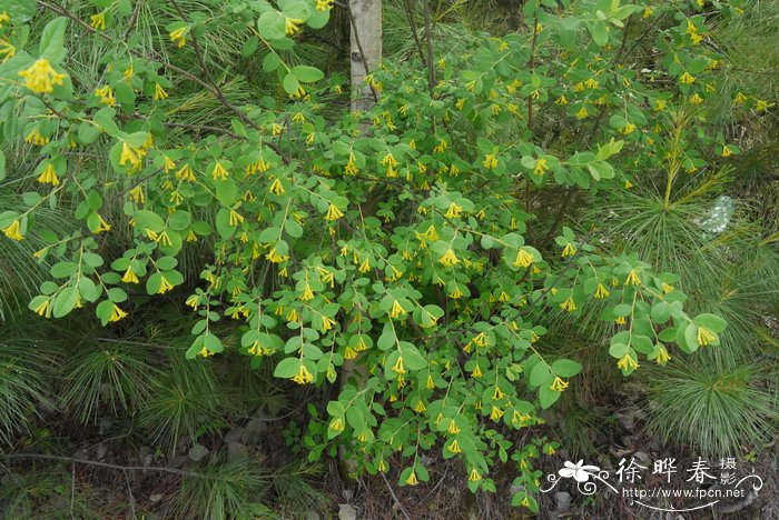 玫瑰花详细资料