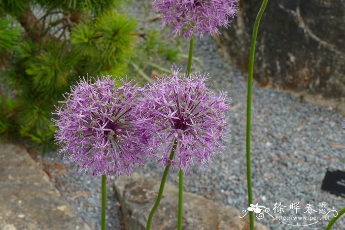 牡丹花什么时候开花 几点钟