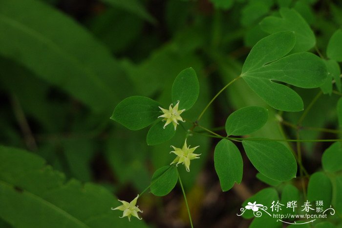 腊梅花