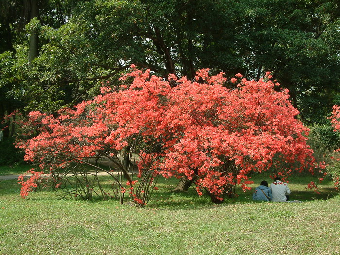 玉兰花的介绍