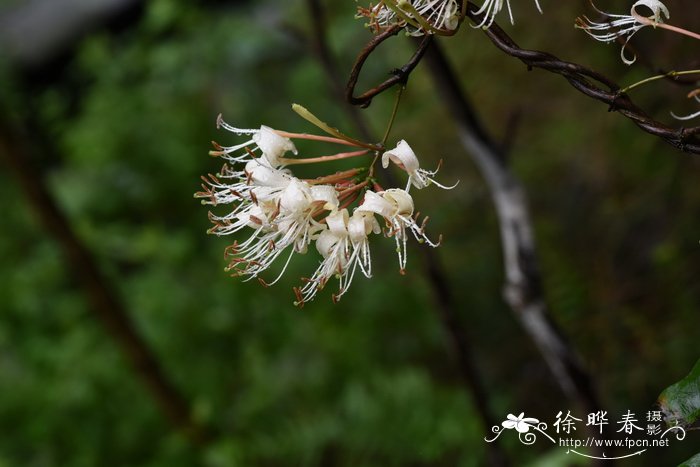 植物播种的方法