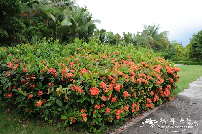 向日葵包装花束图片