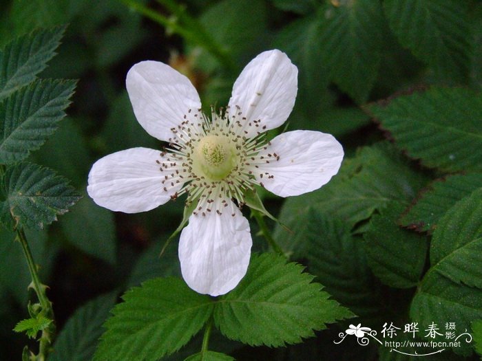 苹果的产地