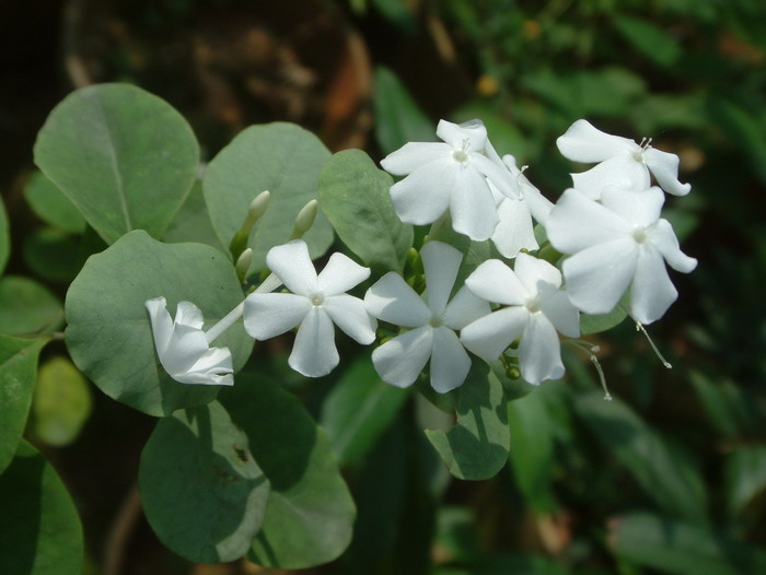 菊花是什么意思