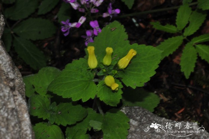 花卉栽培技术