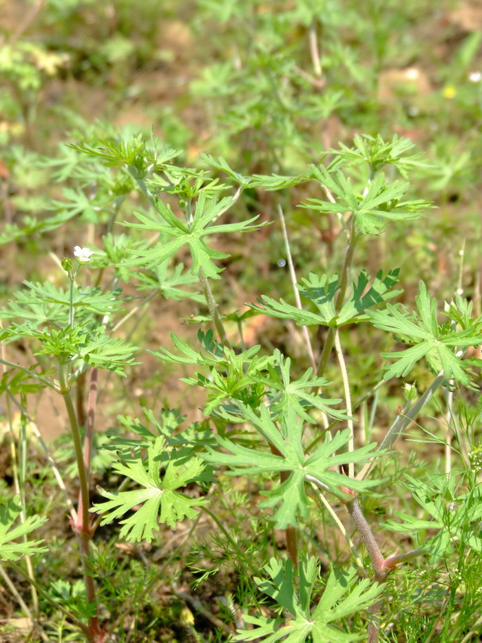 海棠花花期