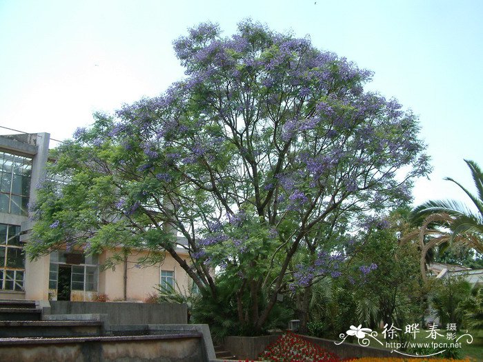 菊芋图片