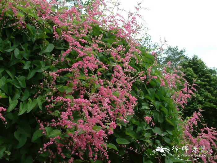 杜鹃花寓意