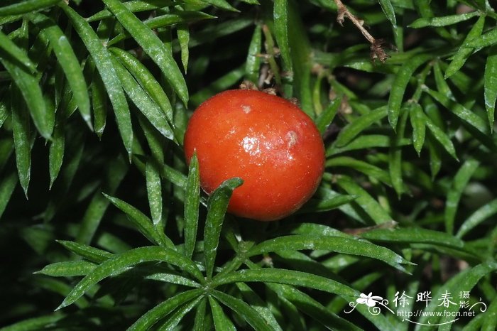 玉渊潭樱花节