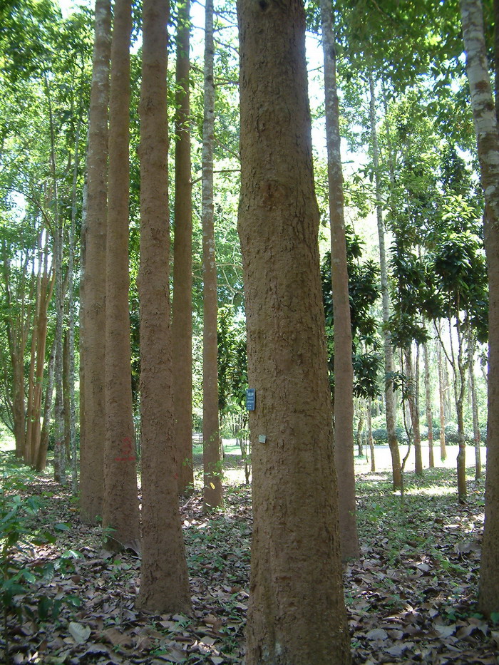 土壤板结的原因及解决办法