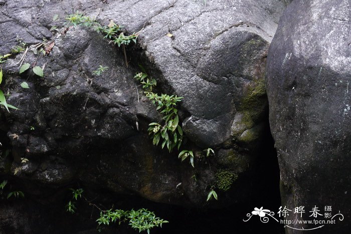 发财树太高修剪图解