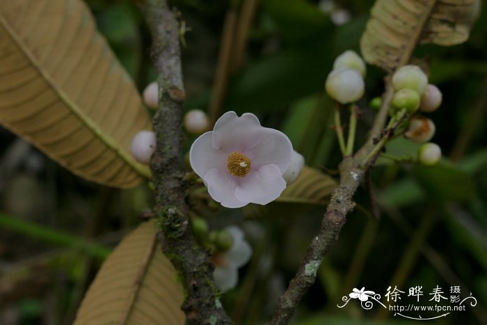 家里不能养什么花