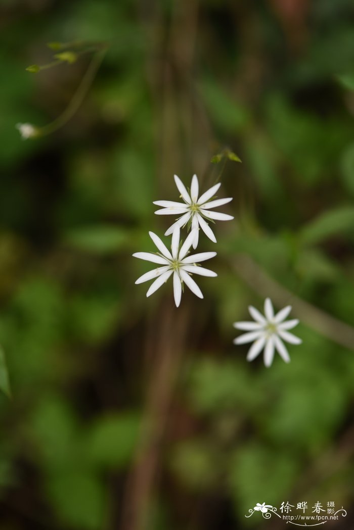 槐花树